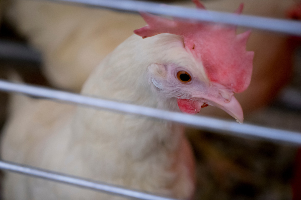chicken