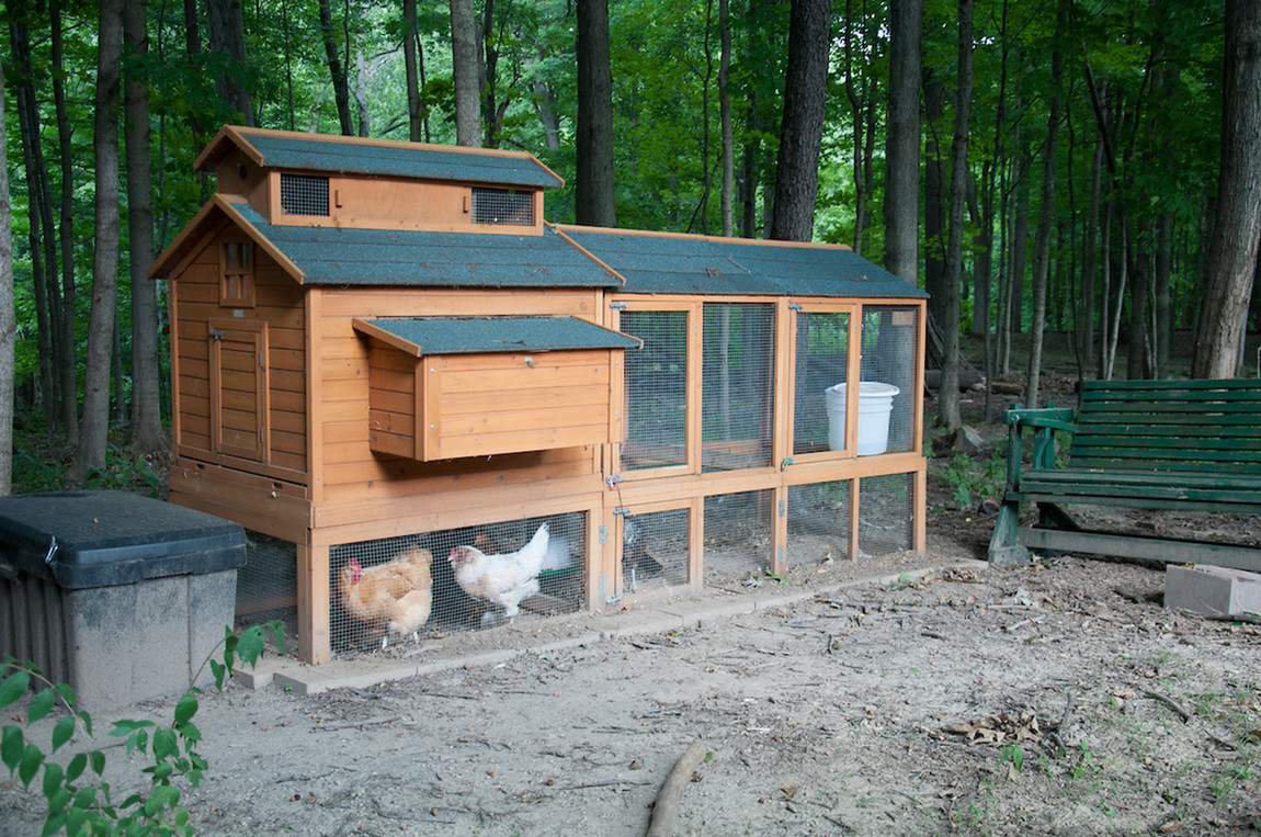 Backyard chickens in coup