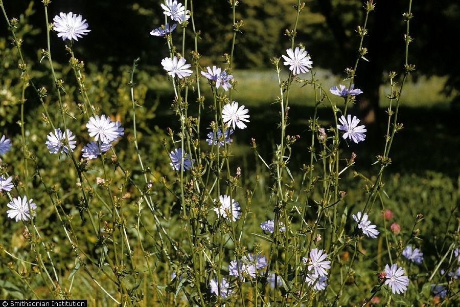 chicory
