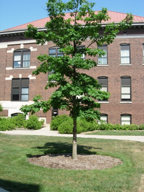 correctly mulched tree
