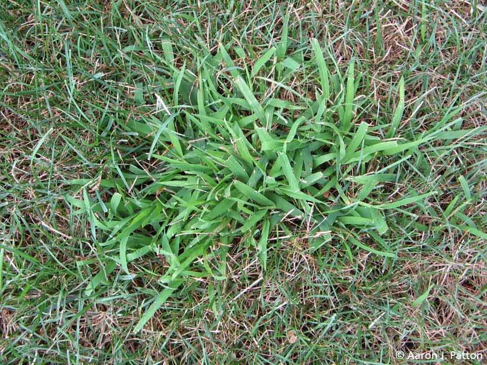 clump of crabgrass in lawn