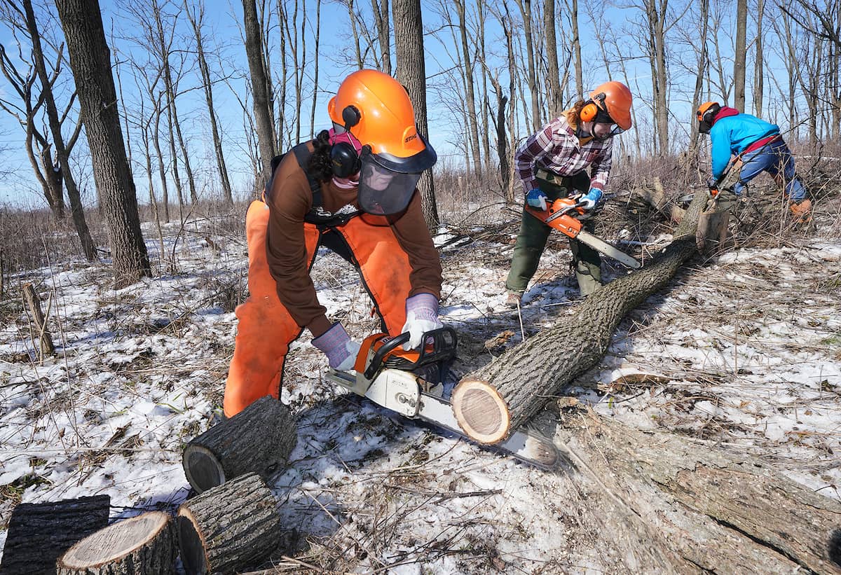 cutting firewood