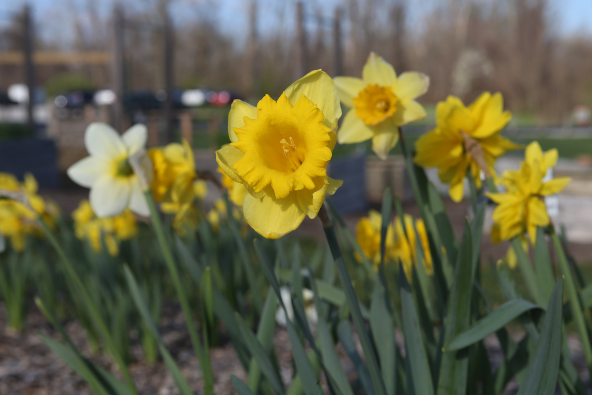 daffodils