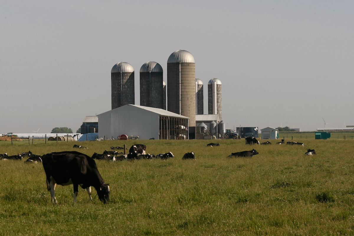 dairy cows grazing