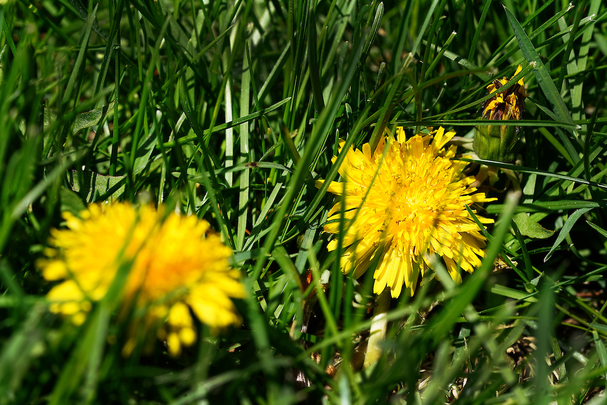 weed in lawn