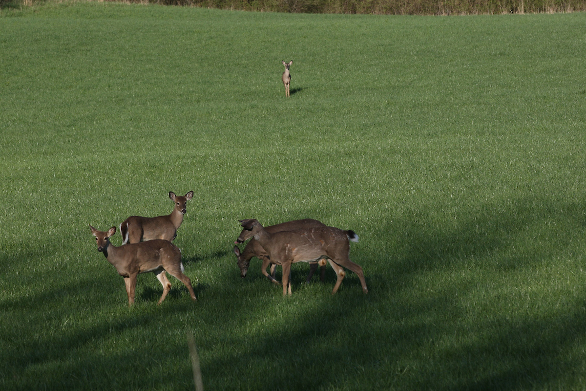 deer in field