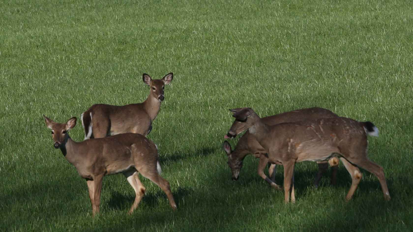 deer