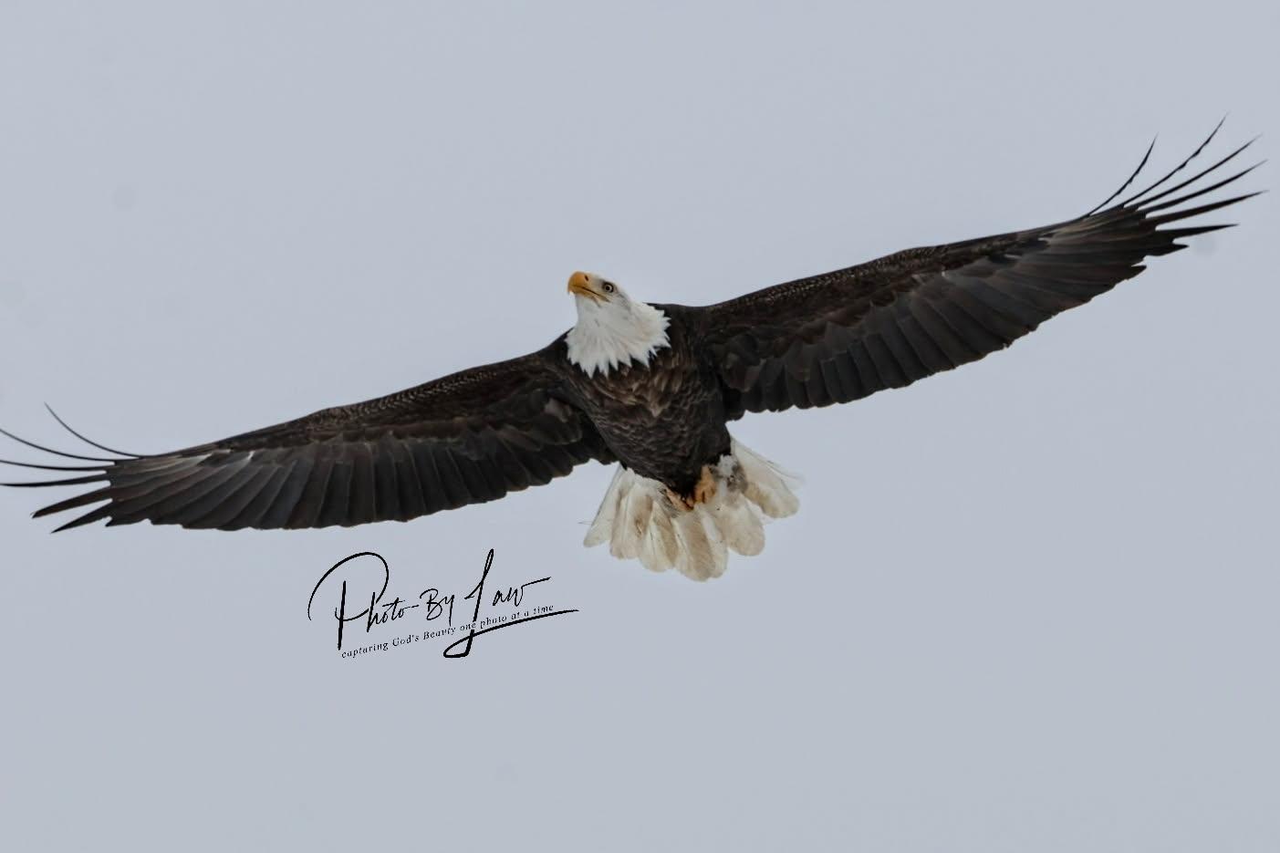 Eagle soaring, photo by Leah Weaver, used by permission
