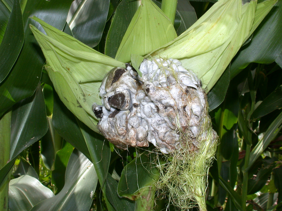 ear smut on corn