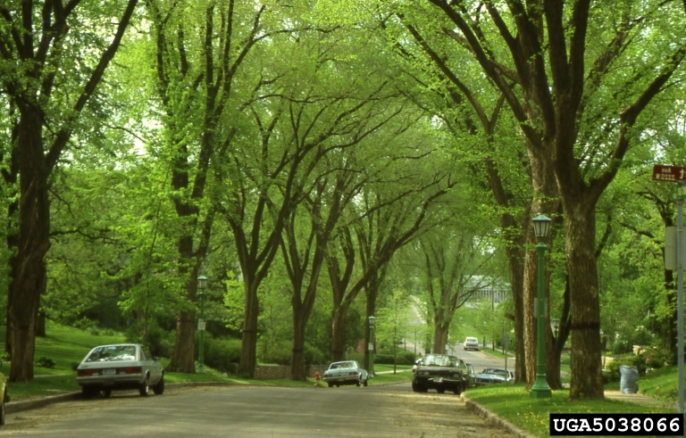  An elm-lined street in St. Paul, MN, before most of the trees were killed by Dutch elm disease.