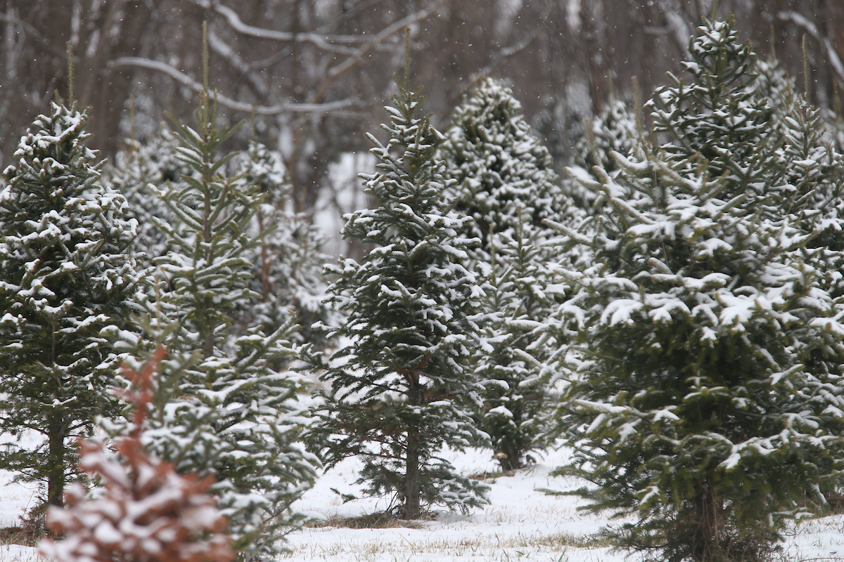 evergreens