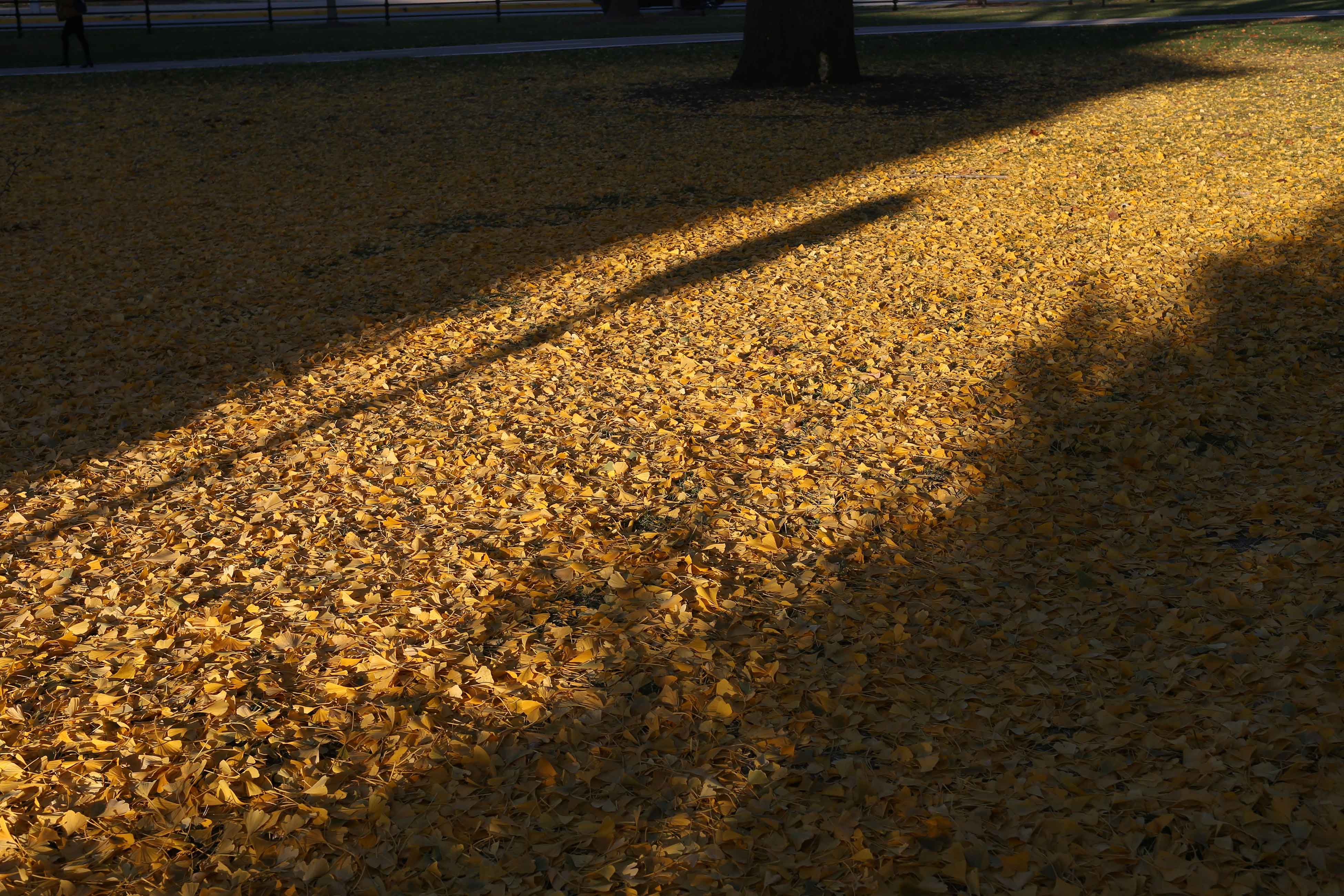 fall leaves