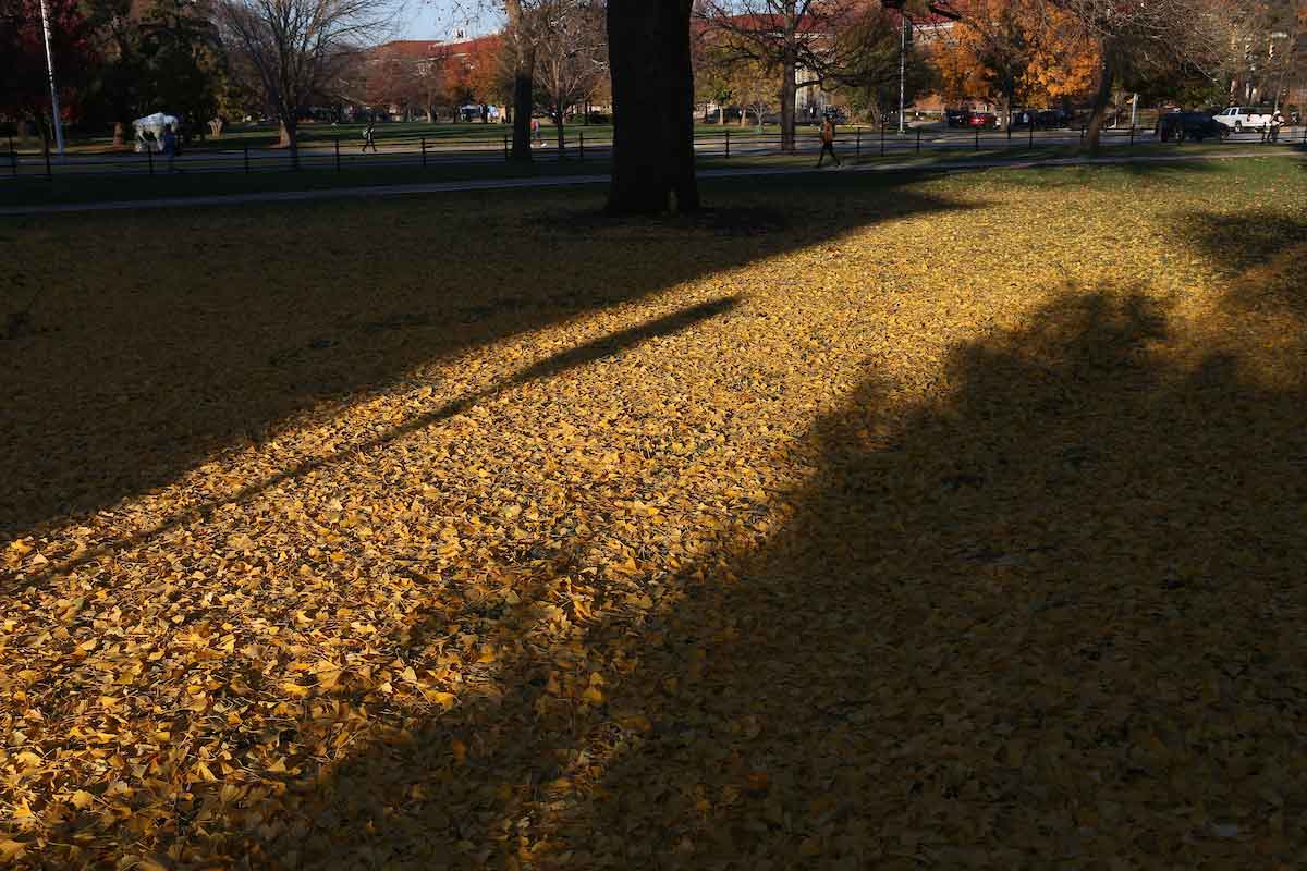 Fall leaves