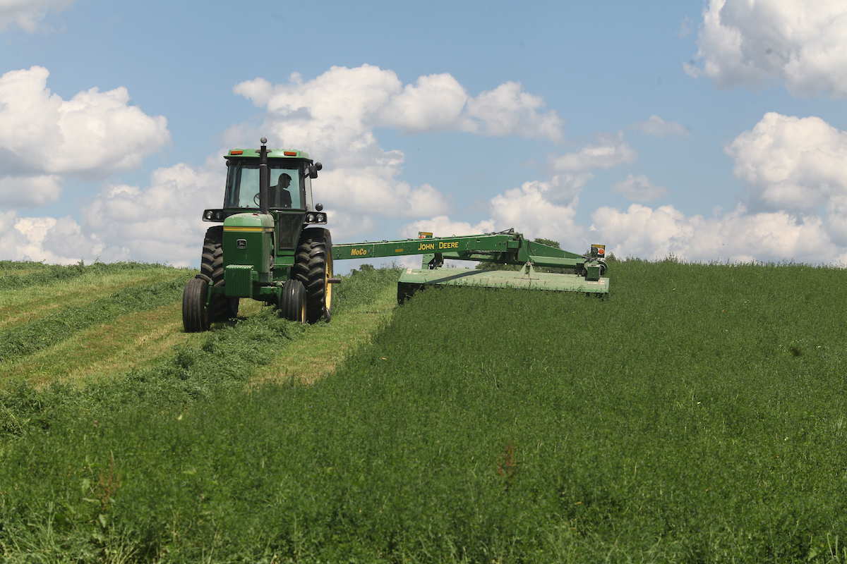 forage crop for hay
