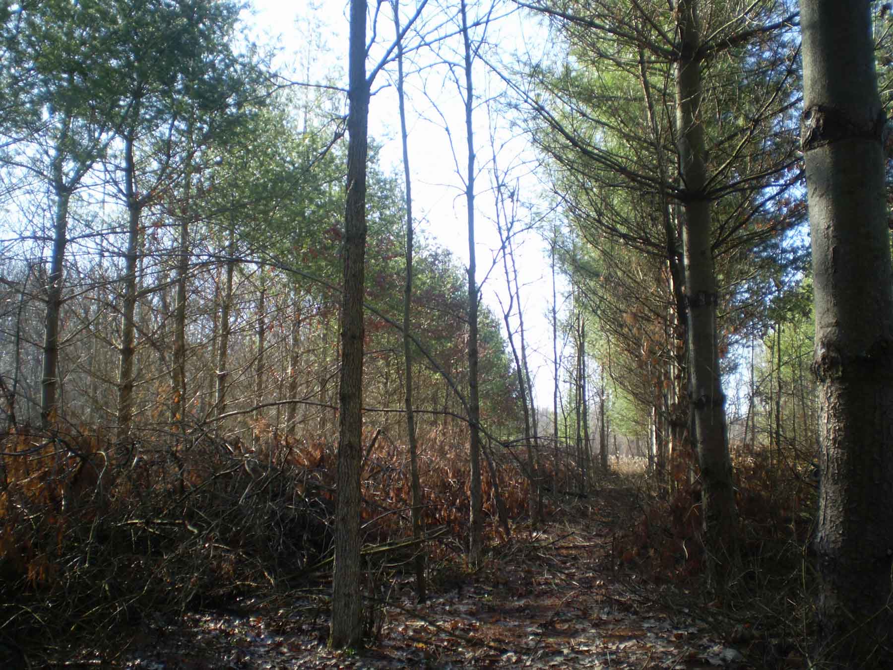 Thinning tree stand