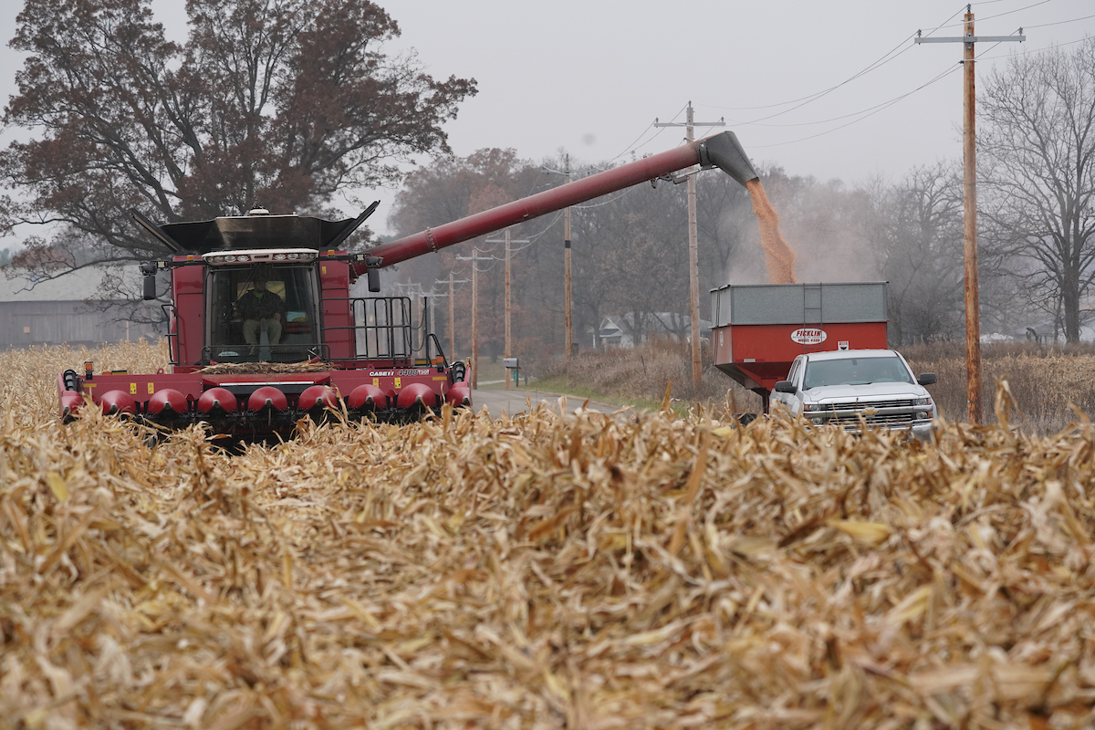 corn harvest