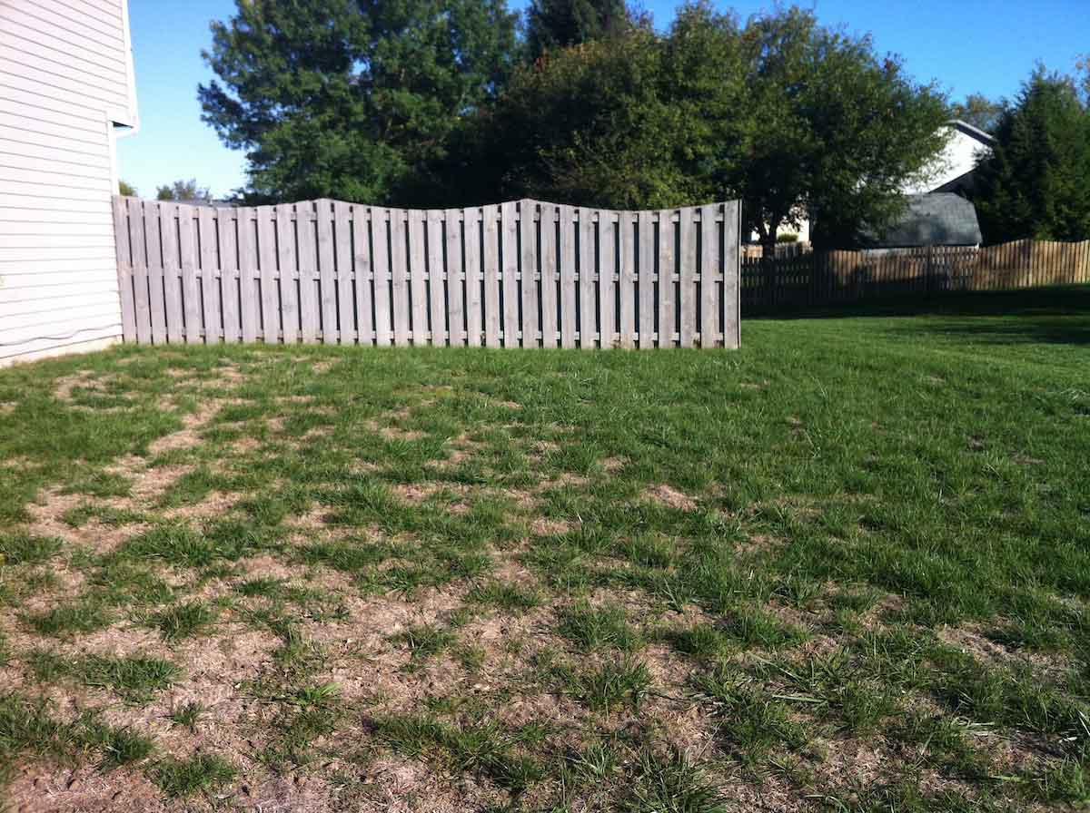 drought-stressed turf