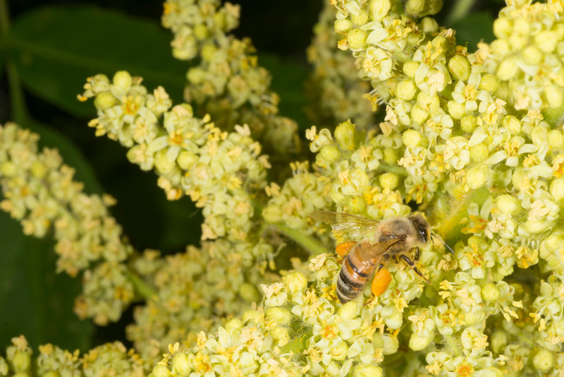 Honey Bee with Pollen Sacs on Sumac
