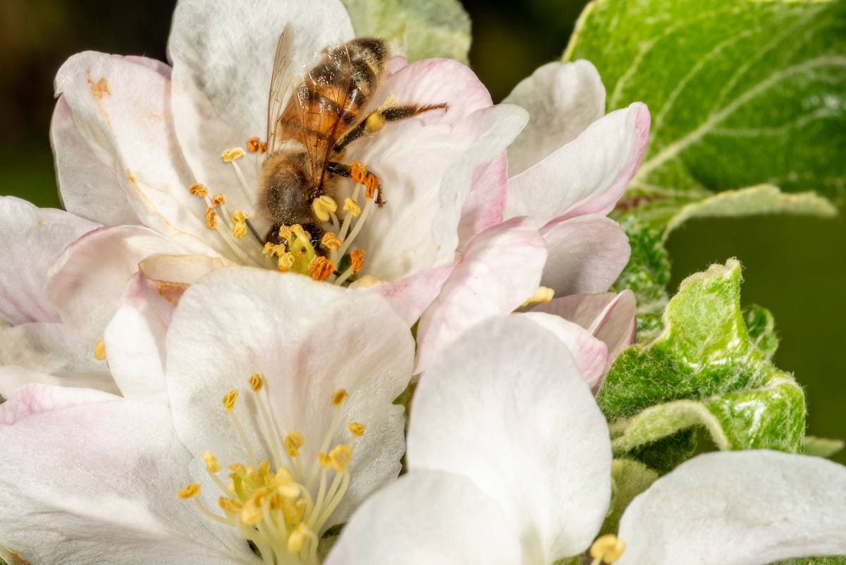 Honey bee in apple blossom