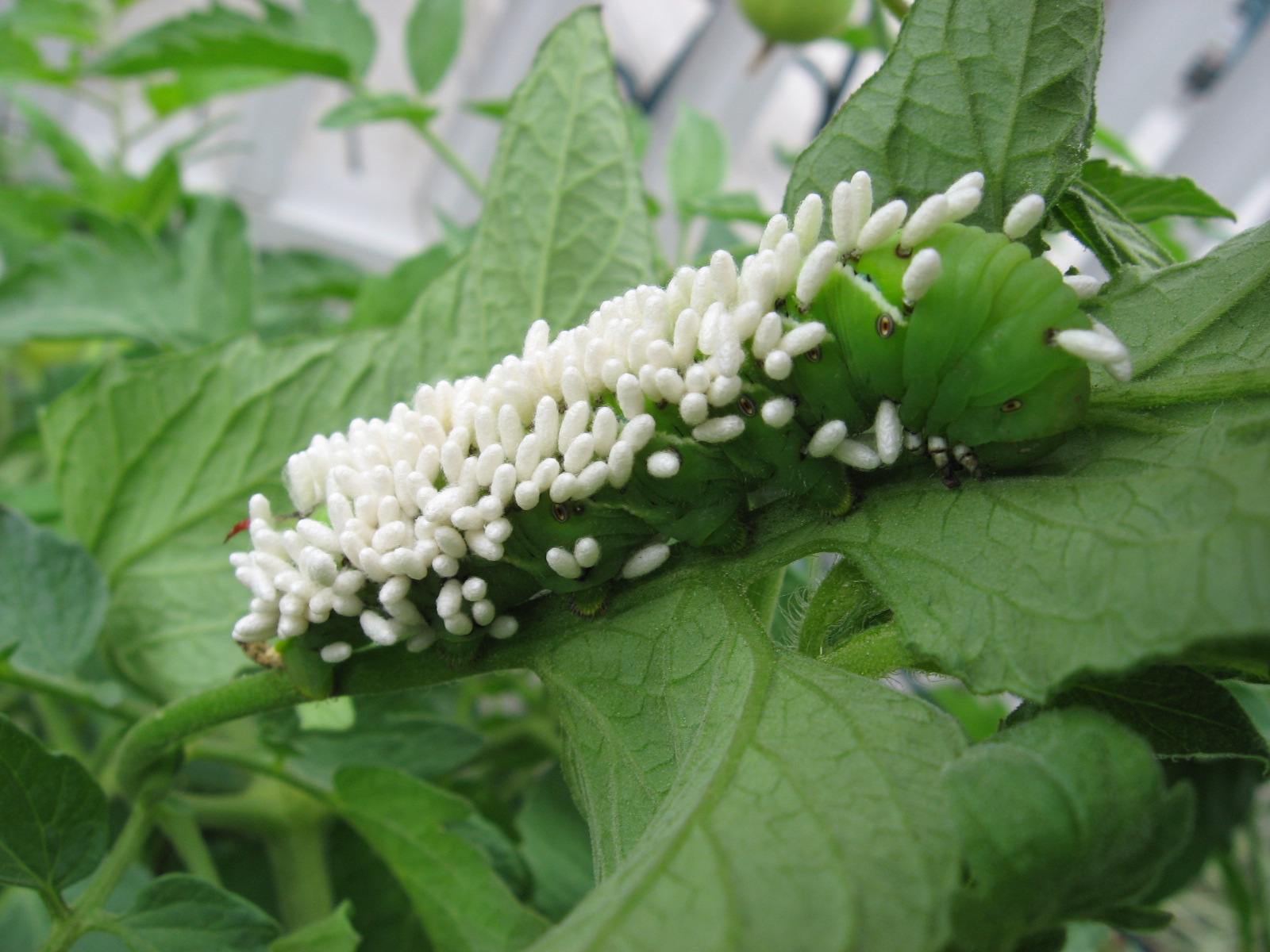 tobacco hornworm on tomato with cocoons from parasitic wasp