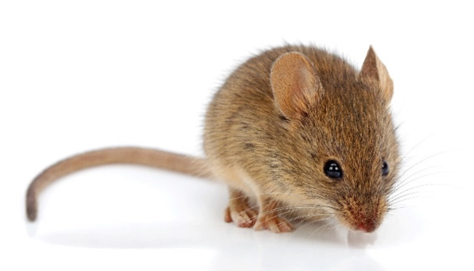 house mouse
