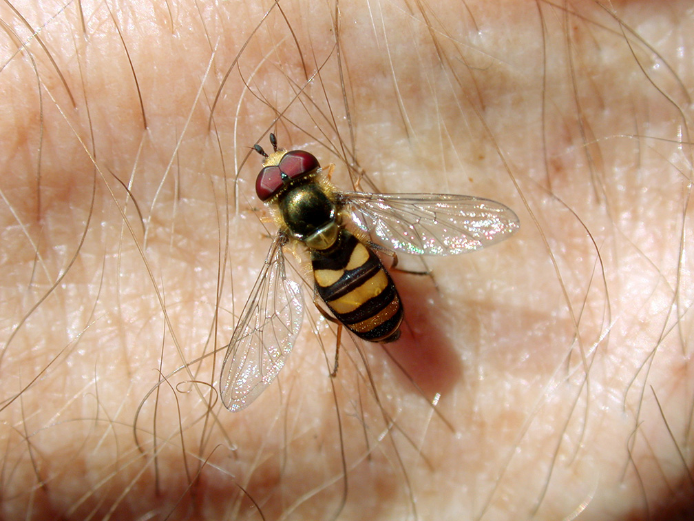Hover Fly