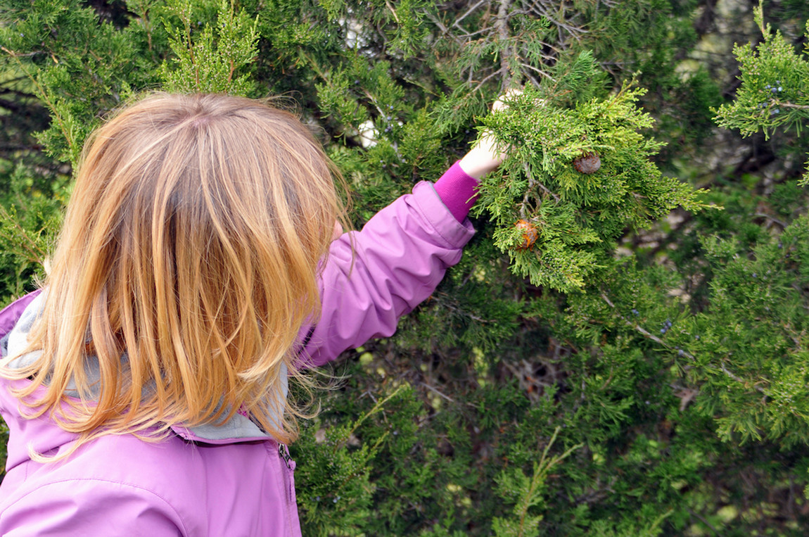 Janna Beckerman inspects arborvitae