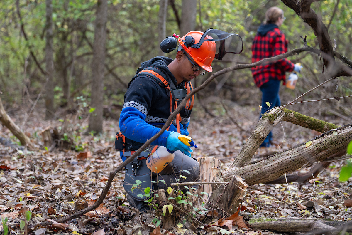 Removing invasives