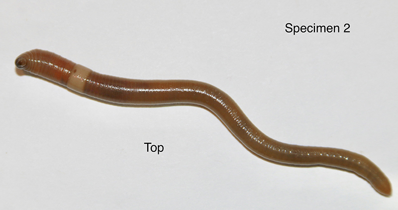 jumping worm