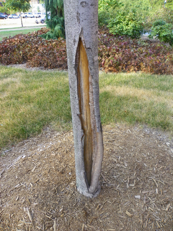 crack in the bark of a maple tree