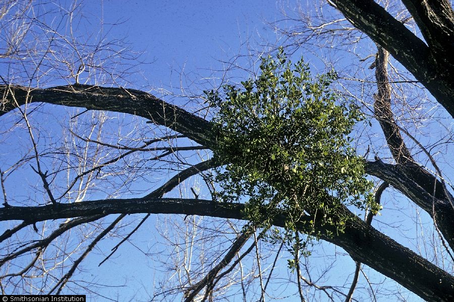 mistletoe