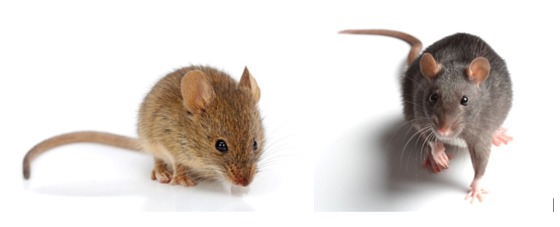 mouse and rat