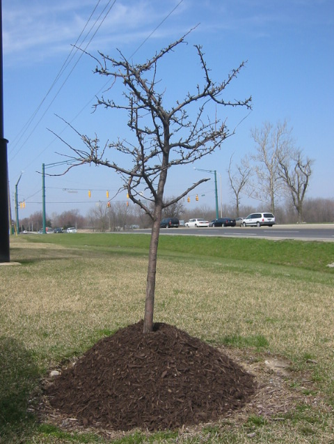mulch volcano around tree