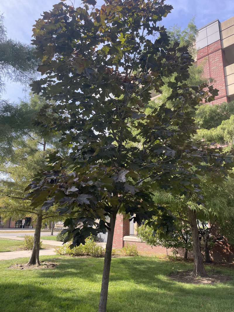 Norway maple 'Crimson King'