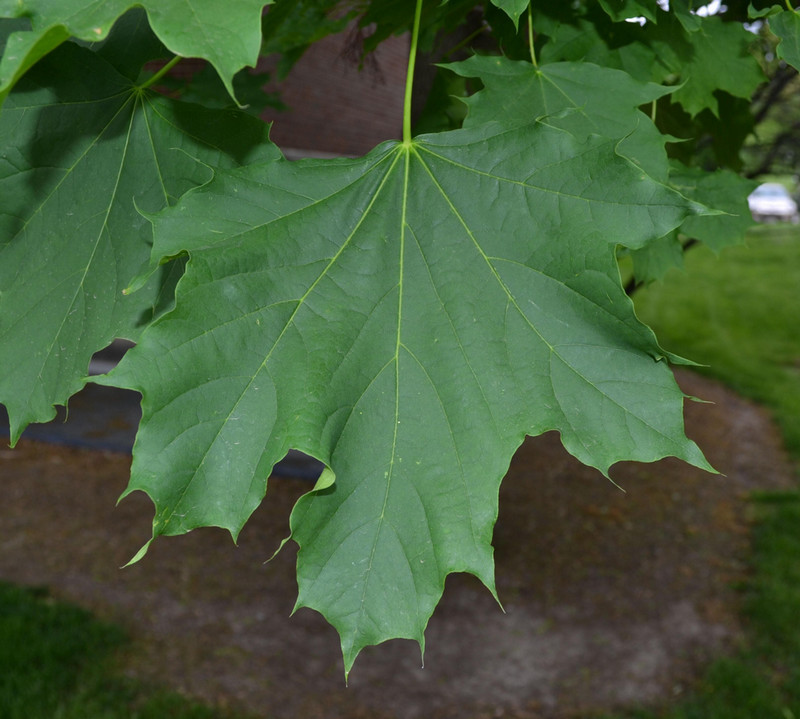 Norway maple
