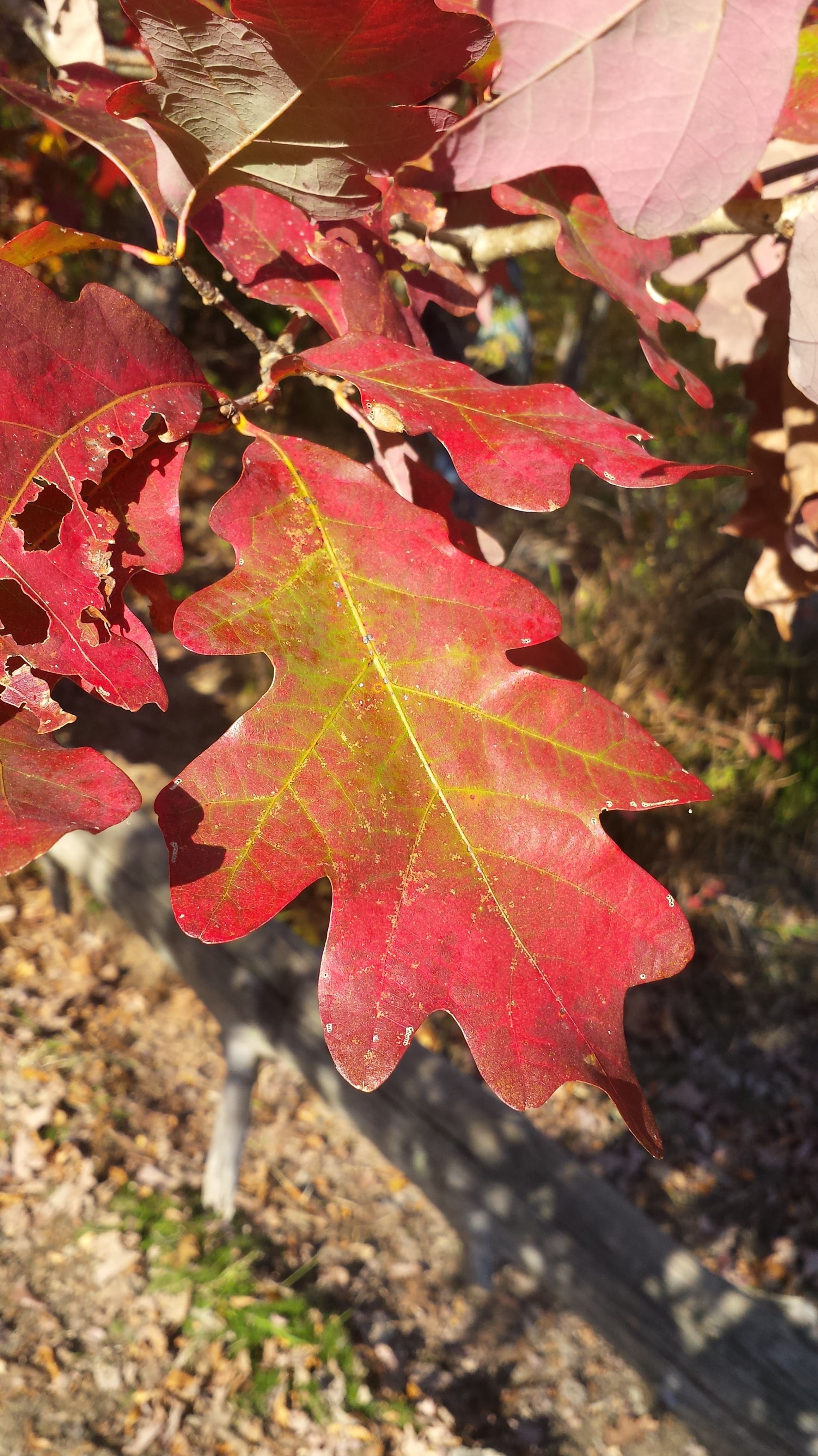 oak leaf in fall