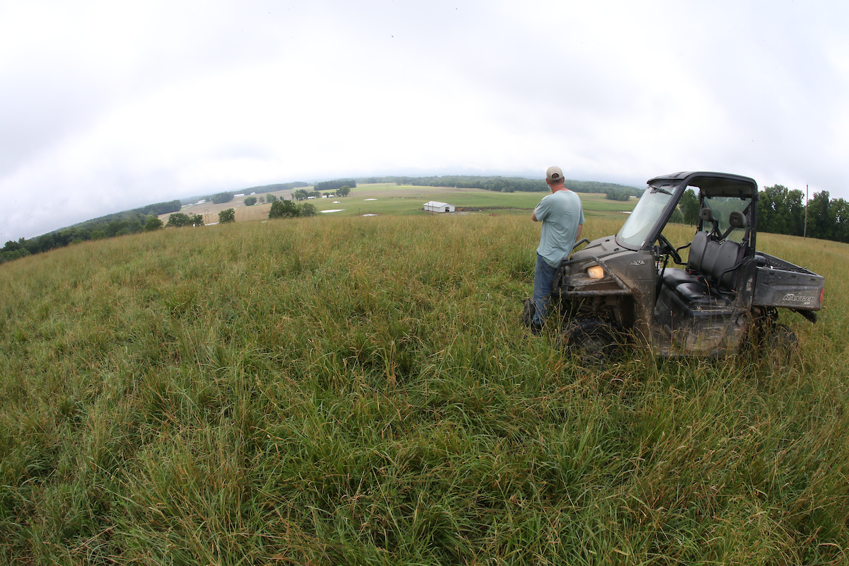 pasture