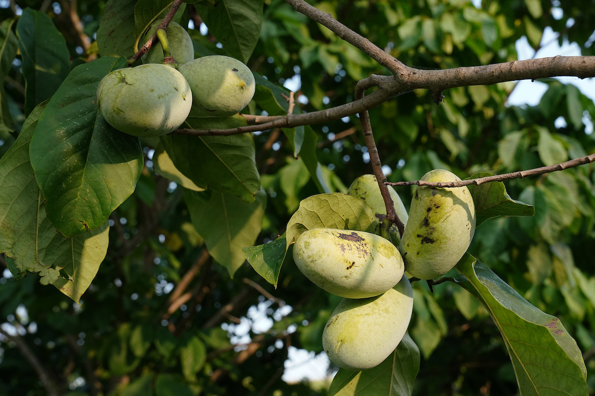 pawpaw fruit