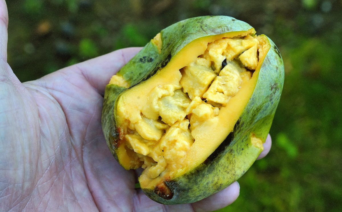 pawpaw fruit open