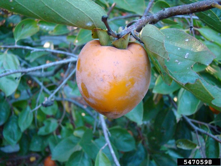 Persimmon fruit - Rebekah D. Wallace, University of Georgia, Bugwood.org