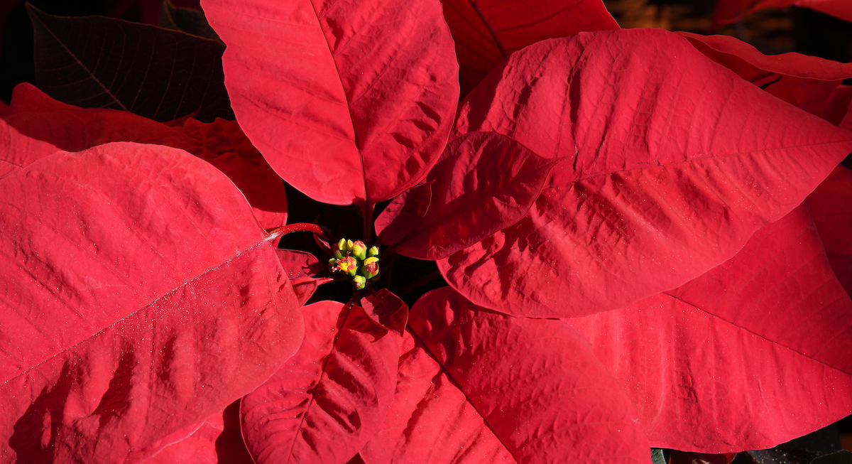 red poinsettia