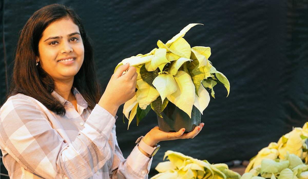 yellow poinsettia