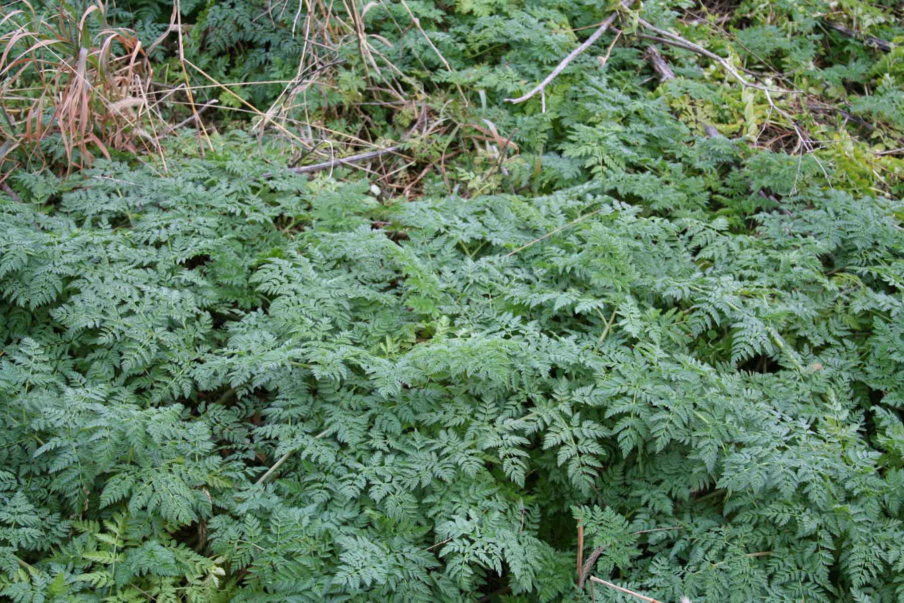 poison hemlock