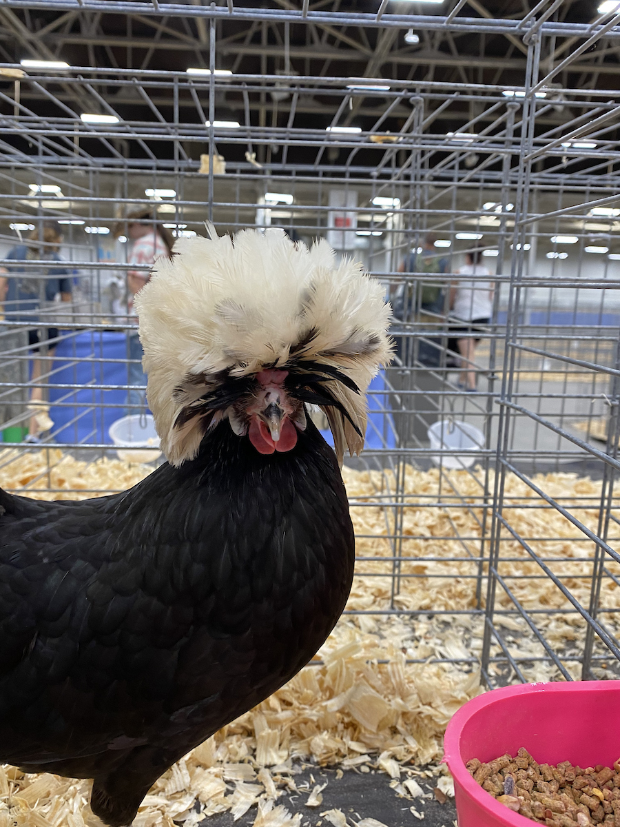 Polish chicken