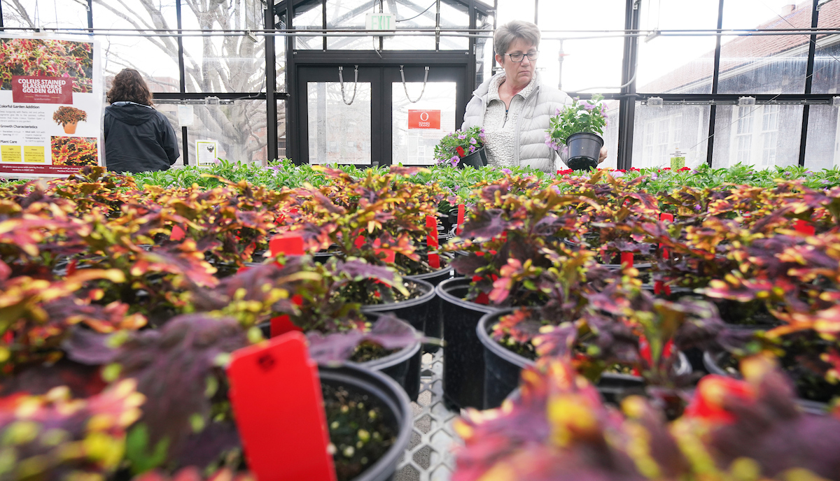 potted plants