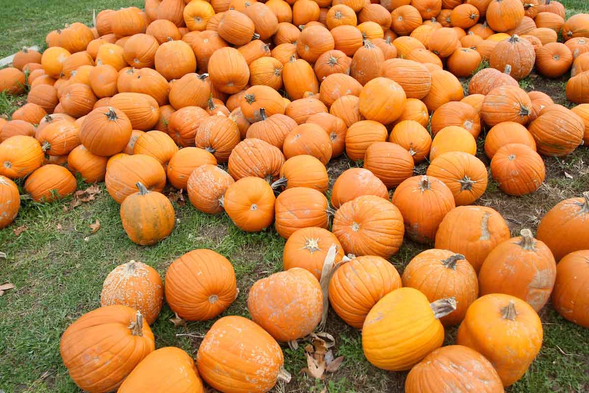 pumpkins