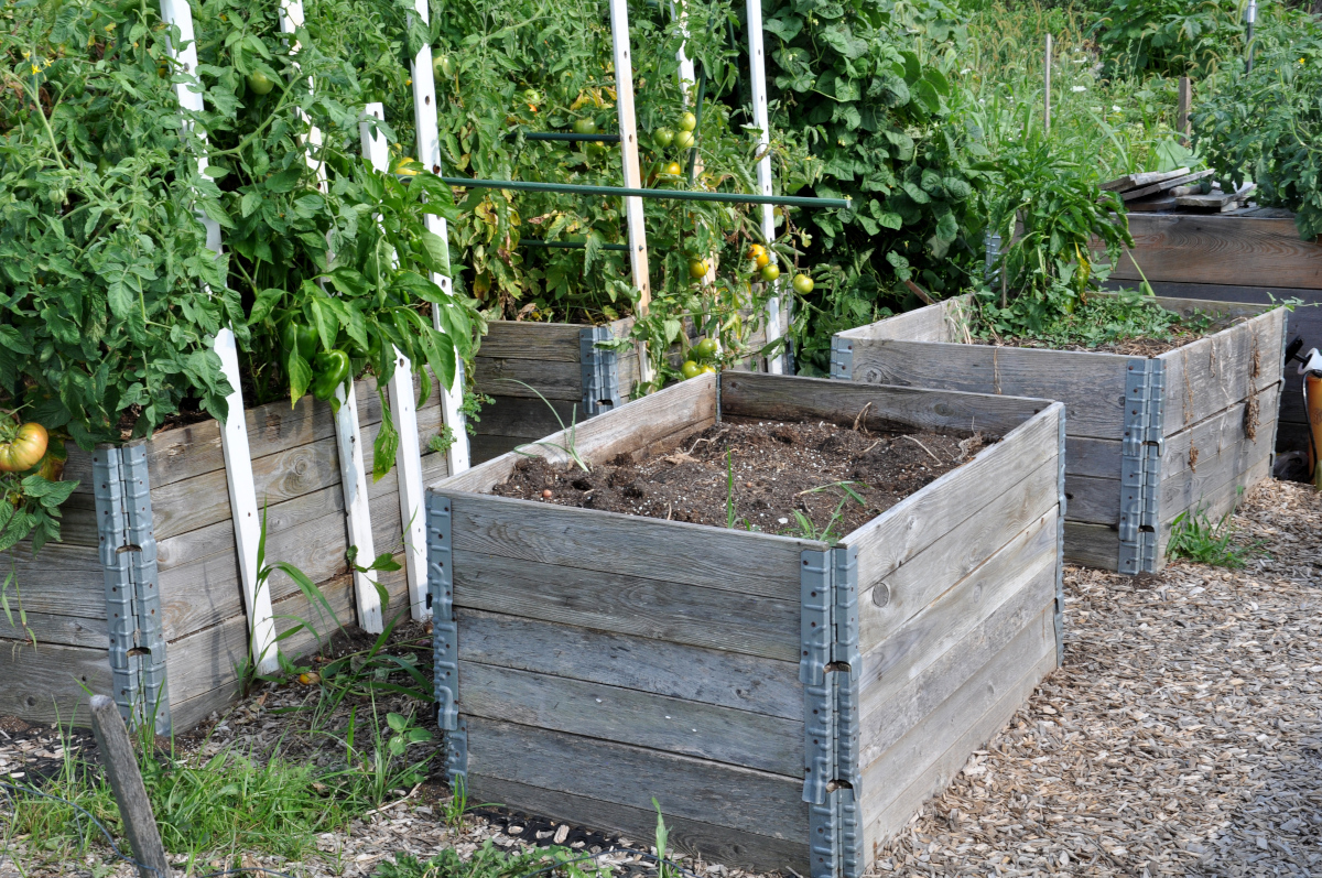 raised garden beds