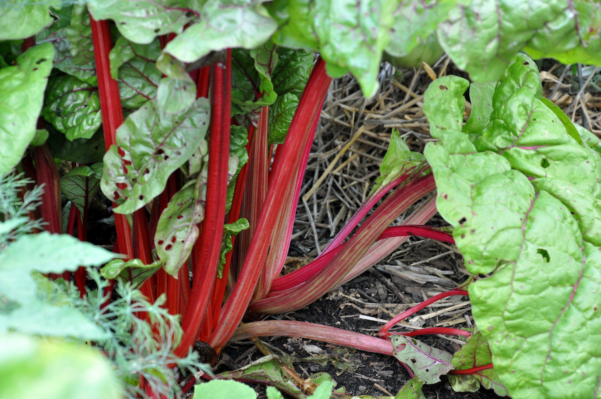 rhubarb