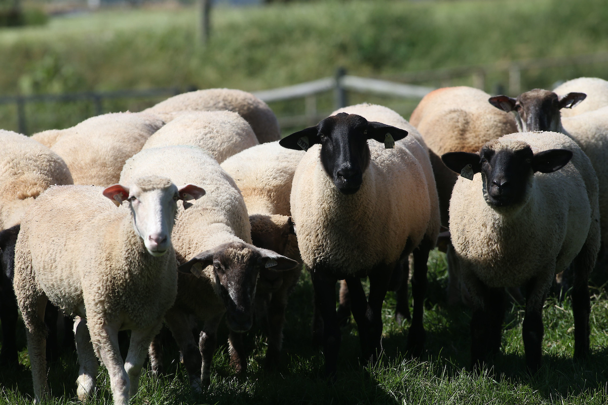 sheep in pasture