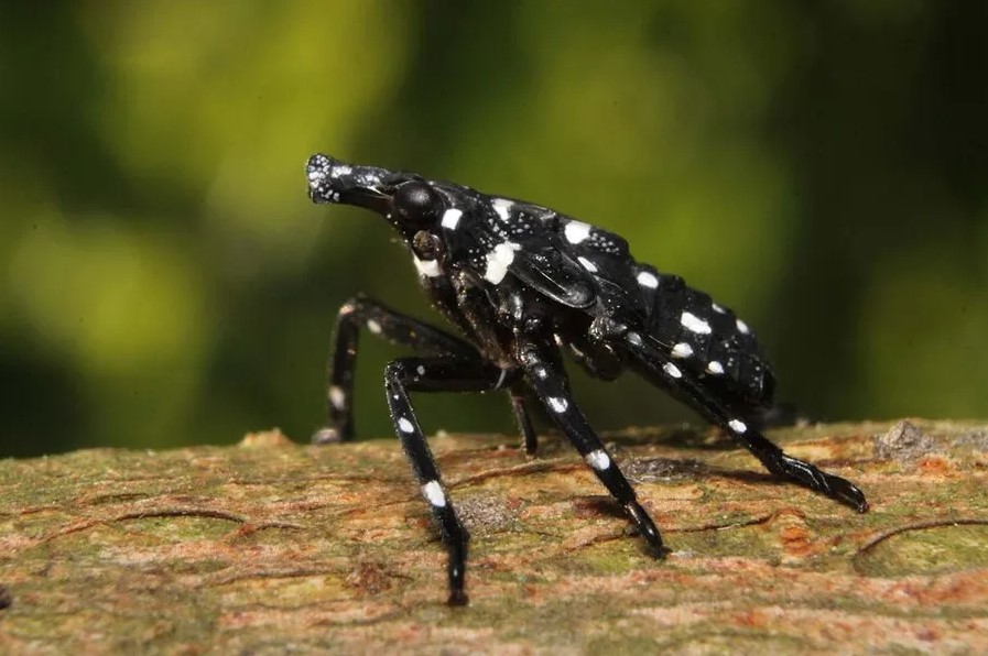 Spotted lanternfly nymphs - early instars 1-3